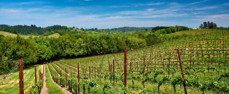 California vineyard landscape